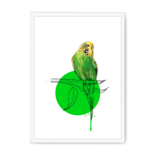 Budgie Framed Print