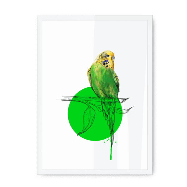 budgie-bird-wf-nom-14.png