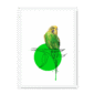 budgie-bird-wf-nom-14.png