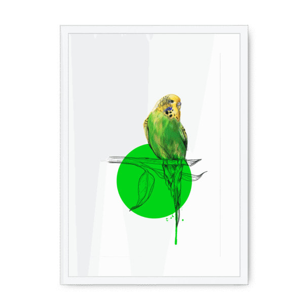 budgie-bird-wf-wm-10.png