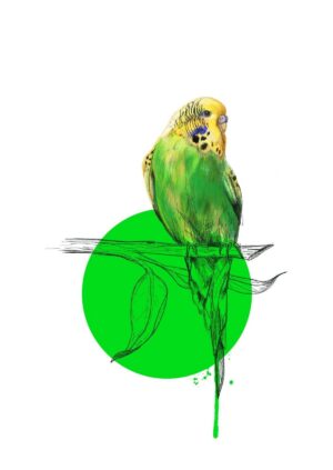 Budgie Giclée Art Print