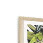 butterfly-tropicana-framed-print-31619750363292-3.png