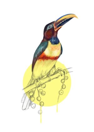Chestnut Eared Araçari Giclée Art Print