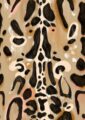 clouded-leopard-dapper-giclee-art-print-19055048720540-2.jpg