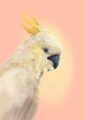 cockatwos-white-giclee-art-print-31109554045084-2.jpg