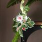 emhadebo-christmas-botanicals-hanging-decoration-5558983456788-20763481669788-2.jpg