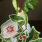 emhadebo-christmas-botanicals-hanging-decoration-5558983456788-20763481833628-2.jpg