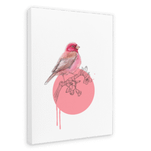 Rose Finch Canvas Print
