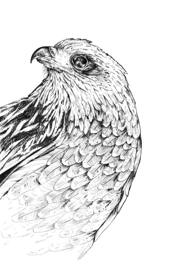 falcon-matte-art-print-16949570306204-3.jpg