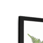 fougere-b-corner-4.png