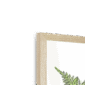 fougere-n-corner-4.png