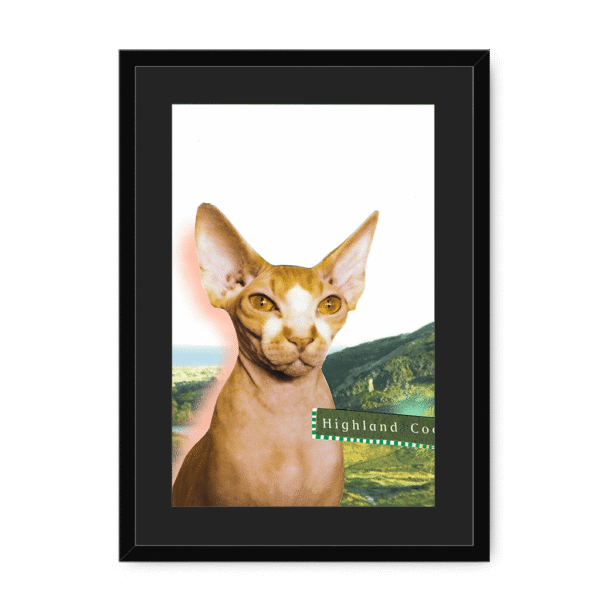 highland-coo-bf-bm-16.png