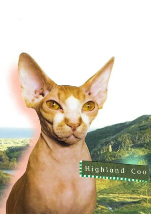 Highland Coo Matte Art Print