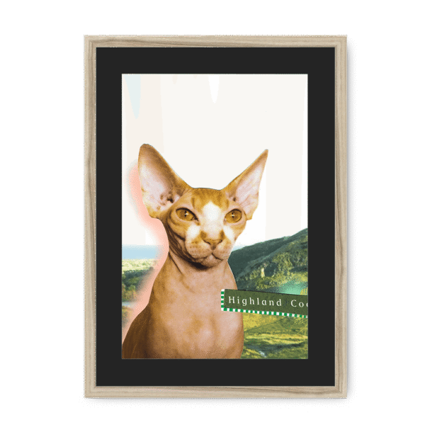 highland-coo-nf-bm-16.png