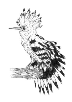 Hoopoe Ink Drawing Matte Art Print
