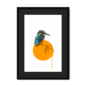 kingfisher-bird-bf-bm-21.png