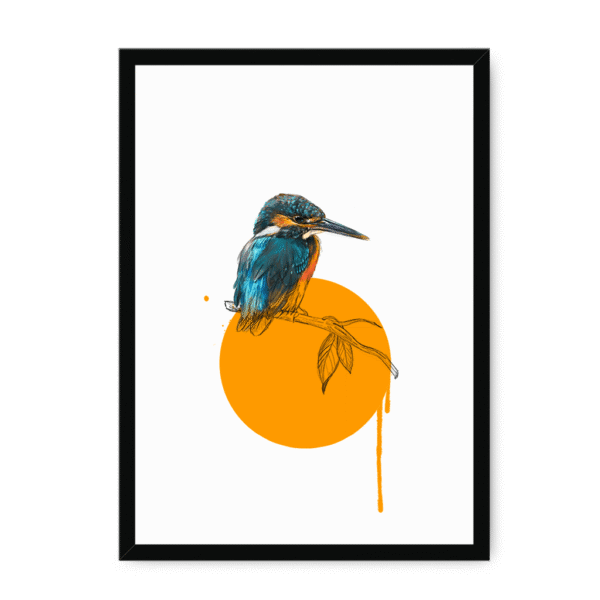 kingfisher-bird-bf-nom-26.png