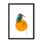 kingfisher-bird-bf-nom-26.png