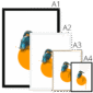 kingfisher-bird-four-sizes-5.png