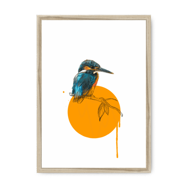 kingfisher-bird-nf-nom-27.png