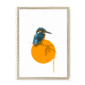 kingfisher-bird-nf-nom-27.png