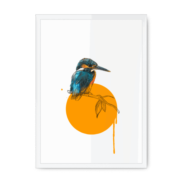 kingfisher-bird-wf-nom-26.png