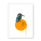kingfisher-bird-wf-nom-26.png