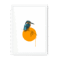 kingfisher-bird-wf-wm-22.png