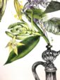 orientale-matte-art-print-16996988780700-2.jpg