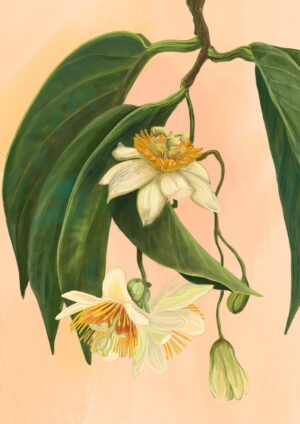 Passionflower Giclée Art Print