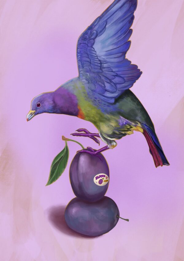 plum-pigeon-giclee-art-print-31540318437532-2.jpg plum-pigeon-giclee-art-print-31540318437532-2.jpg