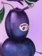 plum-pigeon-giclee-art-print-31540348190876-2.jpg
