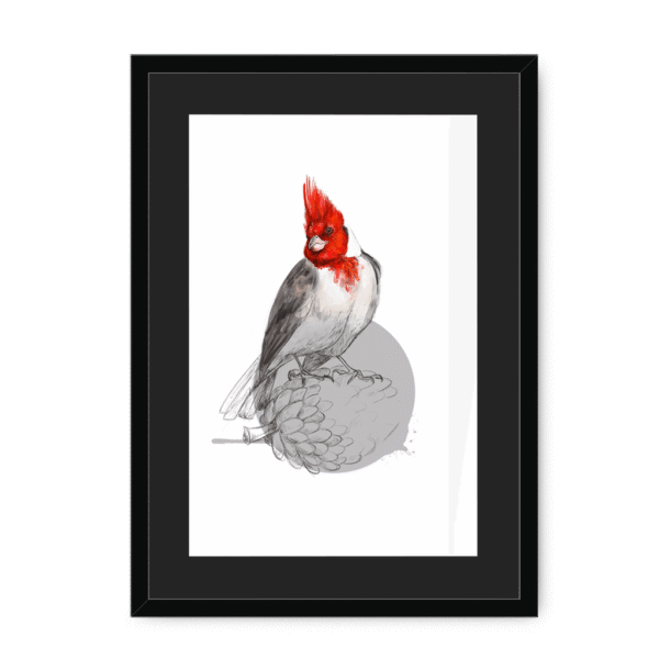 red-crested-cardinal-bird-bf-bm-8.png