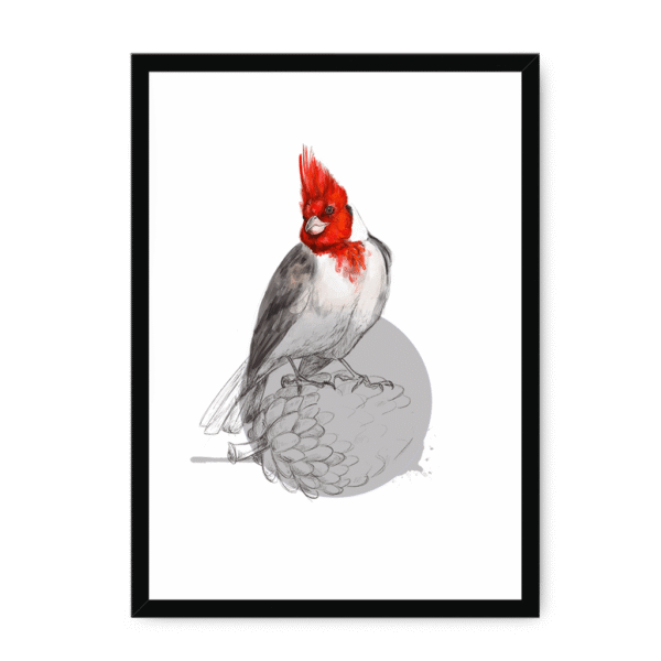 red-crested-cardinal-bird-bf-nom-10.png