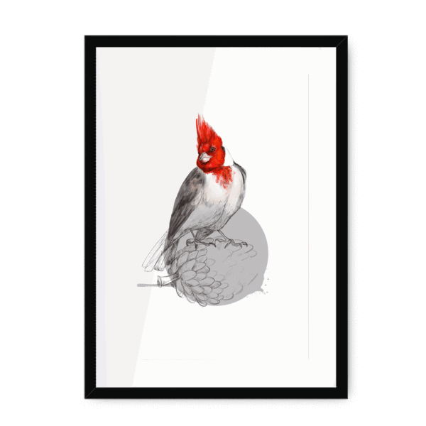 red-crested-cardinal-bird-bf-wm-8.png