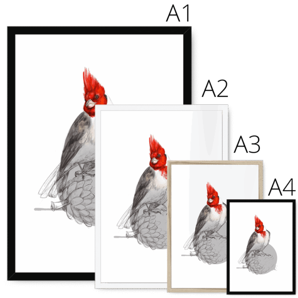 red-crested-cardinal-bird-four-sizes-2.png