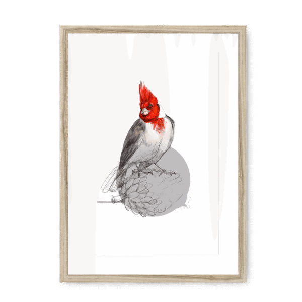 red-crested-cardinal-bird-nf-wm-8.png