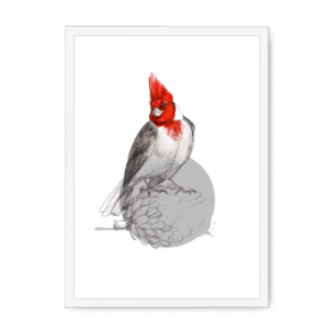 Red Crested Cardinal Framed Print