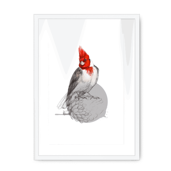 red-crested-cardinal-bird-wf-wm-8.png