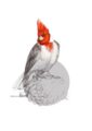 red-crested-cardinal-giclee-art-print-16949534032028-3.jpg