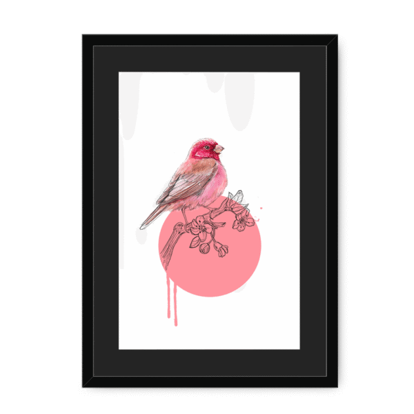 rose-finch-bird-bf-bm-10.png