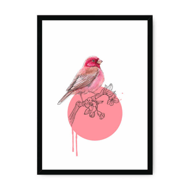 rose-finch-bird-bf-nom-15.png