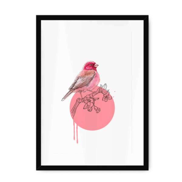 rose-finch-bird-bf-wm-11.png