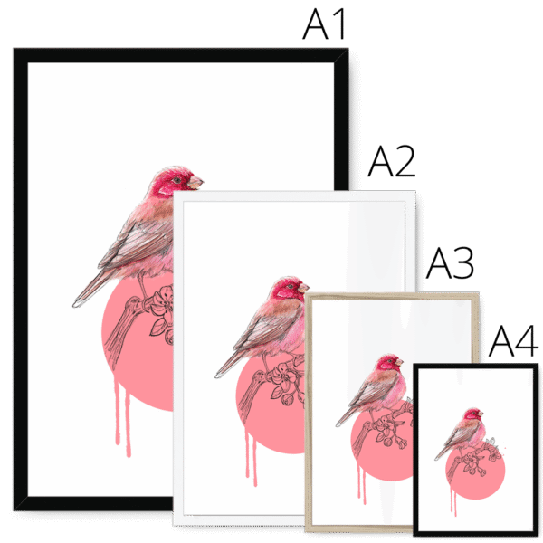 rose-finch-bird-four-sizes-3.png