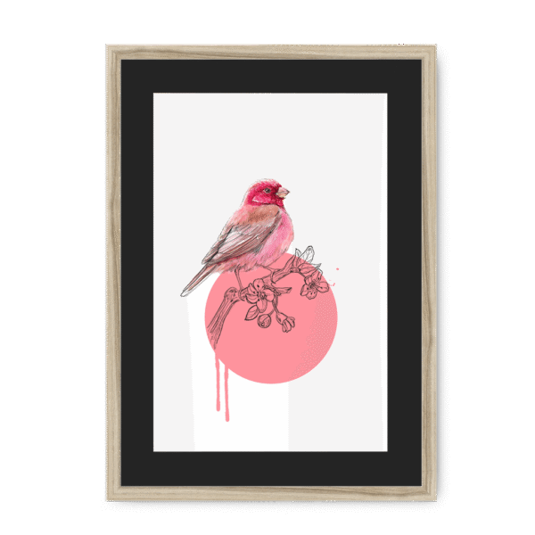 rose-finch-bird-nf-bm-10.png