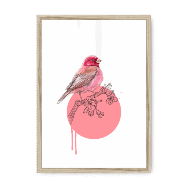 rose-finch-bird-nf-nom-15.png