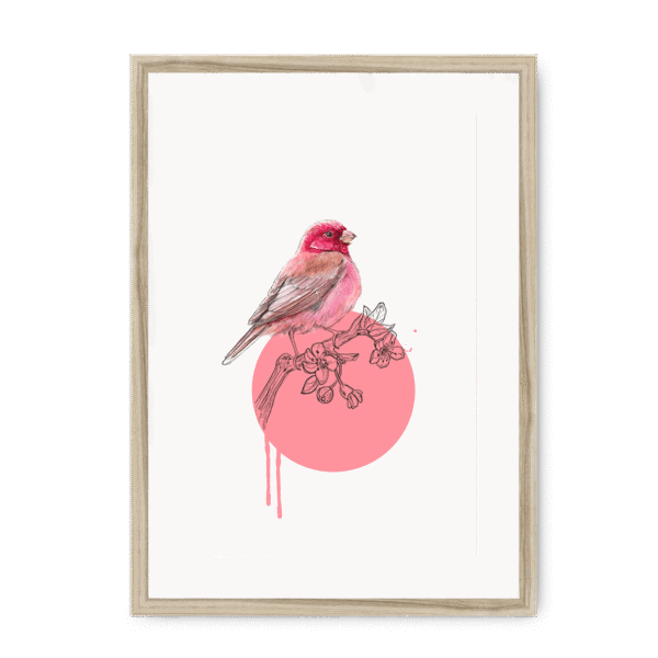 rose-finch-bird-nf-wm-10.png