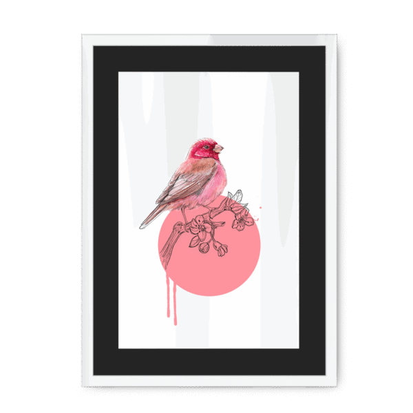 rose-finch-bird-wf-bm-10.png