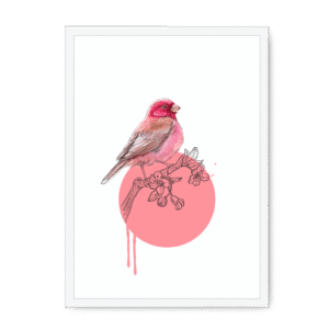 Rose Finch Framed Print