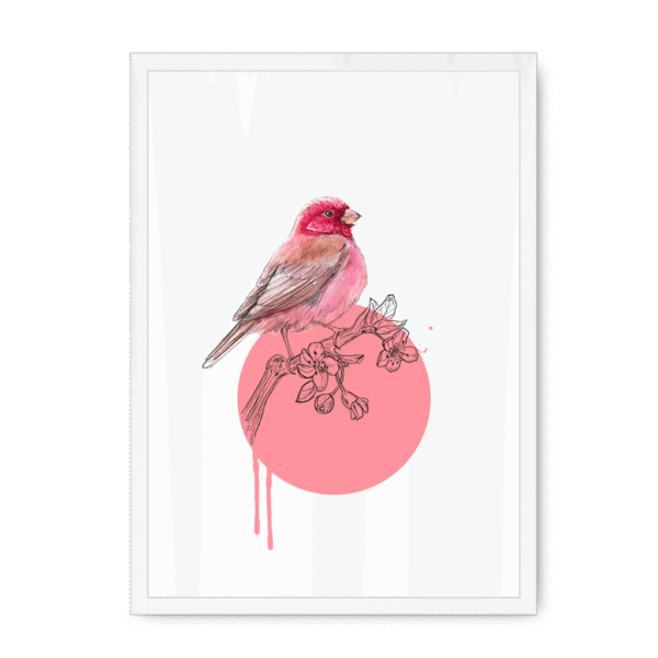 rose-finch-bird-wf-nom-15.png